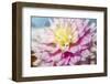 Pink and white dahlia, Gitts Perfection, USA-Lisa Engelbrecht-Framed Photographic Print