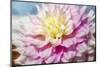 Pink and white dahlia, Gitts Perfection, USA-Lisa Engelbrecht-Mounted Photographic Print