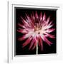 Pink and White Dahlia on Black-Tom Quartermaine-Framed Giclee Print
