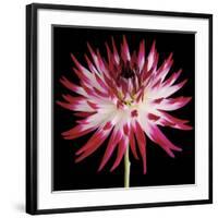 Pink and White Dahlia on Black-Tom Quartermaine-Framed Giclee Print