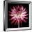 Pink and White Dahlia on Black-Tom Quartermaine-Framed Giclee Print