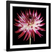 Pink and White Dahlia on Black-Tom Quartermaine-Framed Giclee Print