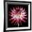 Pink and White Dahlia on Black-Tom Quartermaine-Framed Giclee Print