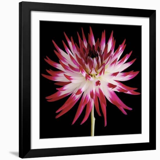 Pink and White Dahlia on Black-Tom Quartermaine-Framed Giclee Print