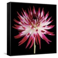 Pink and White Dahlia on Black-Tom Quartermaine-Framed Stretched Canvas