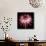 Pink and White Dahlia on Black-Tom Quartermaine-Framed Stretched Canvas displayed on a wall