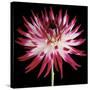 Pink and White Dahlia on Black-Tom Quartermaine-Stretched Canvas