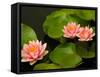 Pink and White Hardy Water Lilies, Kenilworth Aquatic Gardens, Washington DC, USA-Corey Hilz-Framed Stretched Canvas