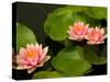 Pink and White Hardy Water Lilies, Kenilworth Aquatic Gardens, Washington DC, USA-Corey Hilz-Stretched Canvas