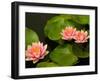 Pink and White Hardy Water Lilies, Kenilworth Aquatic Gardens, Washington DC, USA-Corey Hilz-Framed Photographic Print