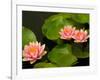 Pink and White Hardy Water Lilies, Kenilworth Aquatic Gardens, Washington DC, USA-Corey Hilz-Framed Photographic Print