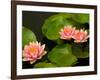 Pink and White Hardy Water Lilies, Kenilworth Aquatic Gardens, Washington DC, USA-Corey Hilz-Framed Photographic Print