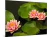 Pink and White Hardy Water Lilies, Kenilworth Aquatic Gardens, Washington DC, USA-Corey Hilz-Mounted Photographic Print