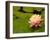 Pink and White Hardy Water Lily, Union Mills, Westminster, Maryland, USA-Corey Hilz-Framed Photographic Print