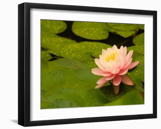 Pink and White Hardy Water Lily, Union Mills, Westminster, Maryland, USA-Corey Hilz-Framed Photographic Print