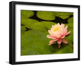 Pink and White Hardy Water Lily, Union Mills, Westminster, Maryland, USA-Corey Hilz-Framed Photographic Print