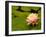 Pink and White Hardy Water Lily, Union Mills, Westminster, Maryland, USA-Corey Hilz-Framed Photographic Print