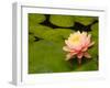 Pink and White Hardy Water Lily, Union Mills, Westminster, Maryland, USA-Corey Hilz-Framed Photographic Print