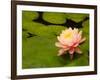 Pink and White Hardy Water Lily, Union Mills, Westminster, Maryland, USA-Corey Hilz-Framed Photographic Print