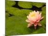Pink and White Hardy Water Lily, Union Mills, Westminster, Maryland, USA-Corey Hilz-Mounted Photographic Print