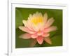 Pink and White Hardy Water Lily, Union Mills, Westminster, Maryland, USA-Corey Hilz-Framed Photographic Print