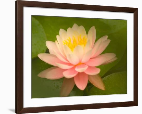 Pink and White Hardy Water Lily, Union Mills, Westminster, Maryland, USA-Corey Hilz-Framed Photographic Print