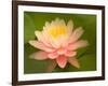 Pink and White Hardy Water Lily, Union Mills, Westminster, Maryland, USA-Corey Hilz-Framed Photographic Print