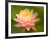 Pink and White Hardy Water Lily, Union Mills, Westminster, Maryland, USA-Corey Hilz-Framed Photographic Print