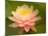 Pink and White Hardy Water Lily, Union Mills, Westminster, Maryland, USA-Corey Hilz-Mounted Photographic Print