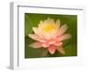 Pink and White Hardy Water Lily, Union Mills, Westminster, Maryland, USA-Corey Hilz-Framed Photographic Print