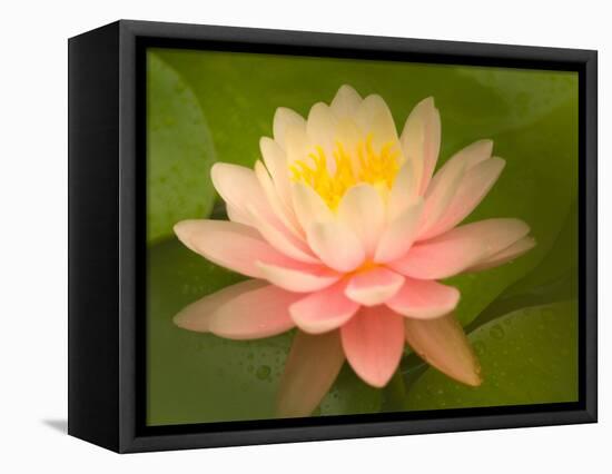 Pink and White Hardy Water Lily, Union Mills, Westminster, Maryland, USA-Corey Hilz-Framed Stretched Canvas