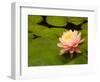 Pink and White Hardy Water Lily, Union Mills, Westminster, Maryland, USA-Corey Hilz-Framed Photographic Print