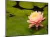 Pink and White Hardy Water Lily, Union Mills, Westminster, Maryland, USA-Corey Hilz-Mounted Photographic Print