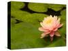 Pink and White Hardy Water Lily, Union Mills, Westminster, Maryland, USA-Corey Hilz-Stretched Canvas