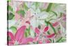 Pink and White Lilies II-Sandra Iafrate-Stretched Canvas