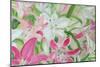 Pink and White Lilies II-Sandra Iafrate-Mounted Art Print