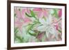 Pink and White Lilies IV-Sandra Iafrate-Framed Art Print