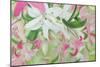 Pink and White Lilies V-Sandra Iafrate-Mounted Art Print