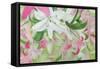 Pink and White Lilies V-Sandra Iafrate-Framed Stretched Canvas