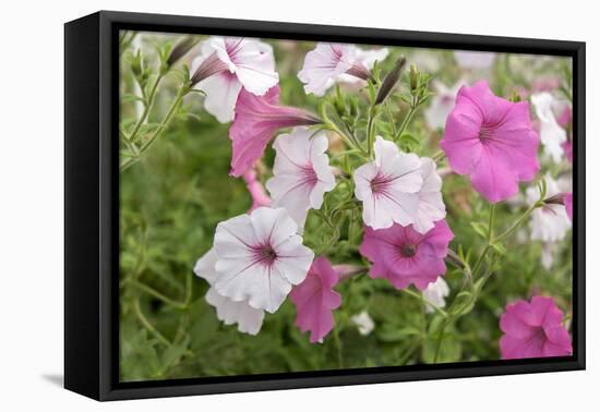 Pink and white petunias, USA-Lisa Engelbrecht-Framed Stretched Canvas