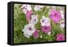 Pink and white petunias, USA-Lisa Engelbrecht-Framed Stretched Canvas