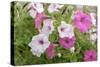 Pink and white petunias, USA-Lisa Engelbrecht-Stretched Canvas