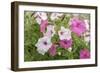 Pink and white petunias, USA-Lisa Engelbrecht-Framed Photographic Print