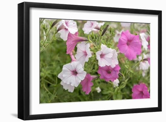 Pink and white petunias, USA-Lisa Engelbrecht-Framed Photographic Print