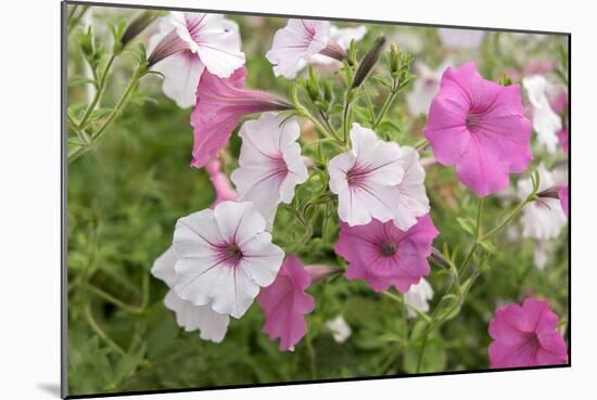 Pink and white petunias, USA-Lisa Engelbrecht-Mounted Photographic Print