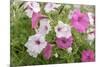 Pink and white petunias, USA-Lisa Engelbrecht-Mounted Photographic Print