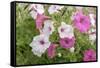 Pink and white petunias, USA-Lisa Engelbrecht-Framed Stretched Canvas