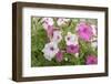 Pink and white petunias, USA-Lisa Engelbrecht-Framed Photographic Print