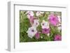 Pink and white petunias, USA-Lisa Engelbrecht-Framed Photographic Print