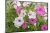 Pink and white petunias, USA-Lisa Engelbrecht-Mounted Photographic Print